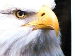 American Bald Eagle photograph, framed 25". 20"