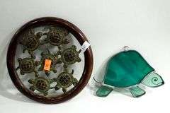 Turtle Collectibles:  Turtle Crossing Sign, Snow Globe, Glass / Ceramic Figurines, Tic Tac Toe Game & More.
