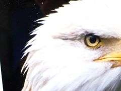 American Bald Eagle photograph, framed 25". 20"