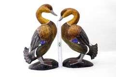 Ruddy Shelduck / Brahminy Duck - Pair - 17" each