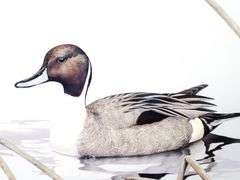 "Bull Sprig" by Sherrie Russell Meline - California Ducks Unlimited - Artist of the Year 1989-90 - Gallery Presentation - 25 x 30