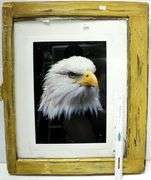 American Bald Eagle photograph, framed 25". 20"