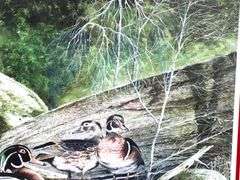 Alex Young "Wood Ducks" signed limited edition print 133/ 375, framed 23" x 28"