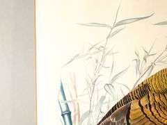 John James Audubon "Turkey" vintage print, framed  30" x 26"