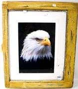 American Bald Eagle photograph, framed 25". 20"