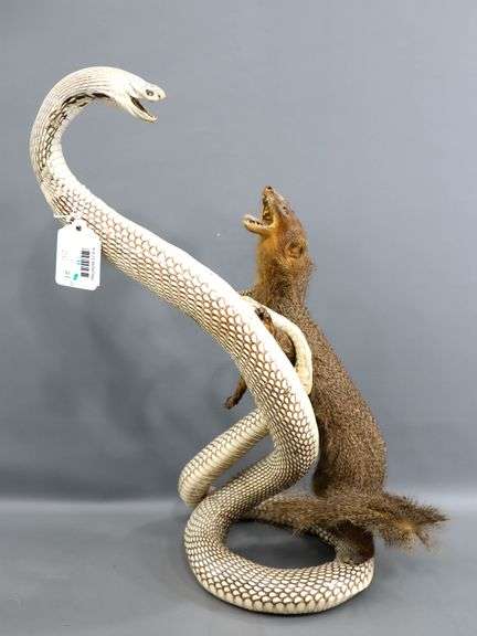 Full Body Snake & Fighting Mongoose Display. 21"