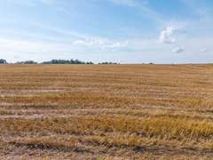 Tract 9: 53+/- Acres