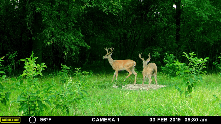 3,915.78± acres in Lasalle Parish, near Jena, LA