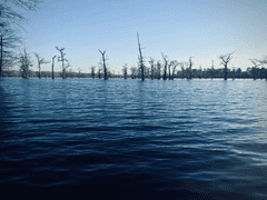 3,915.78± acres in Lasalle Parish, near Jena, LA