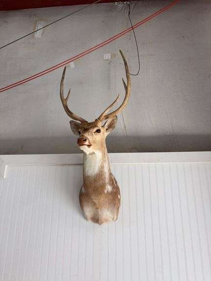 Axis deer shoulder mount