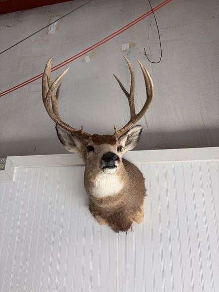 Mule deer shoulder mount