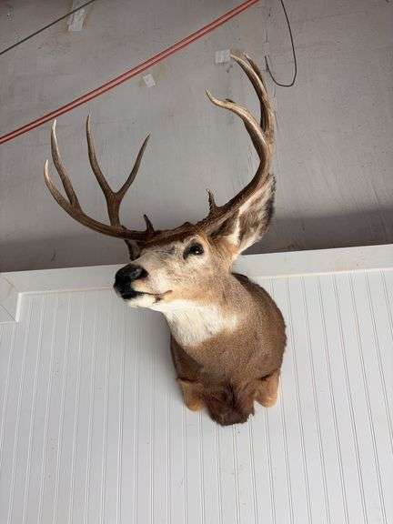 Mule deer shoulder mount