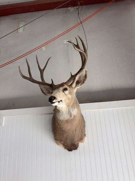 Mule deer shoulder mount