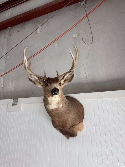 Mule deer shoulder mount