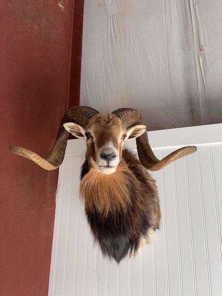 Mouflon ram shoulder mount