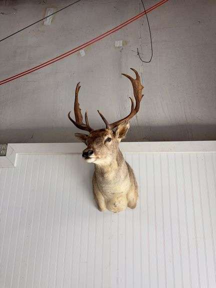 Fallow deer shoulder mount