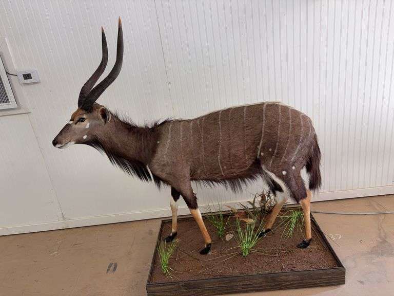 Nyala antelope full body mount