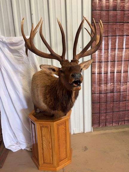 Elk shoulder mount