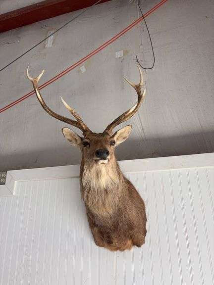Sika deer shoulder mount