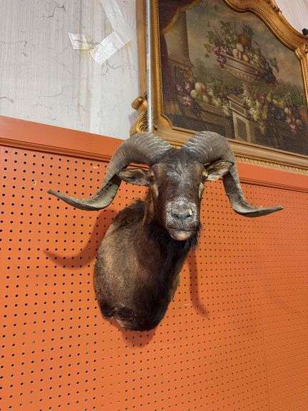 Black Hawaiian ram shoulder mount