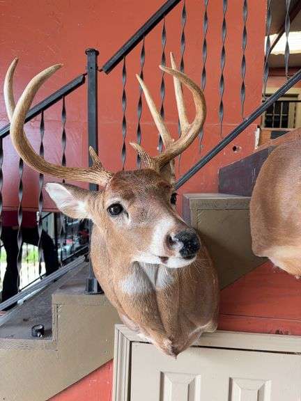 Whitetail shoulder mount