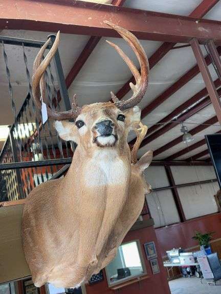 Whitetail shoulder mount