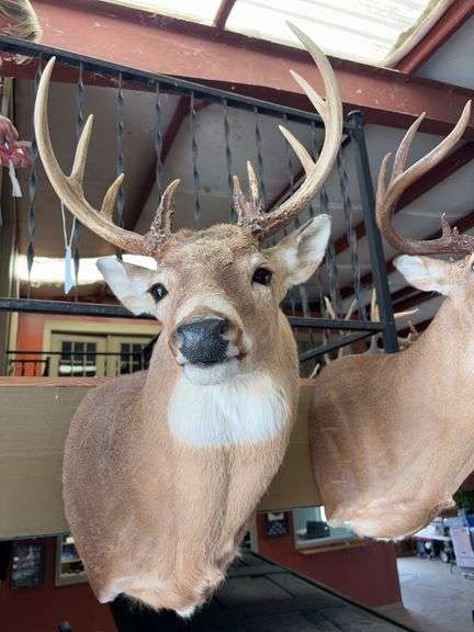 Whitetail shoulder mount