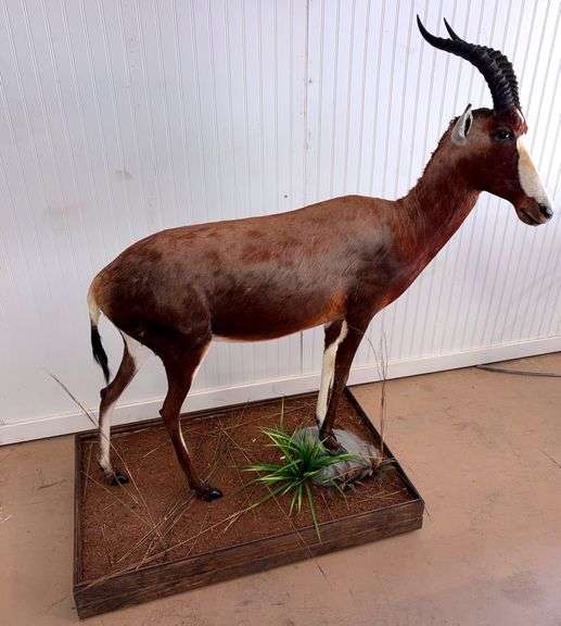 Blesbok full body mount