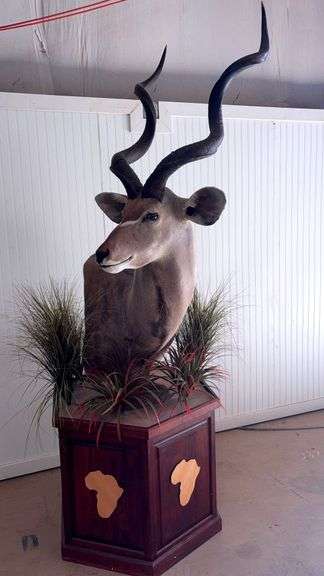African Greater Kudu shoulder mount
