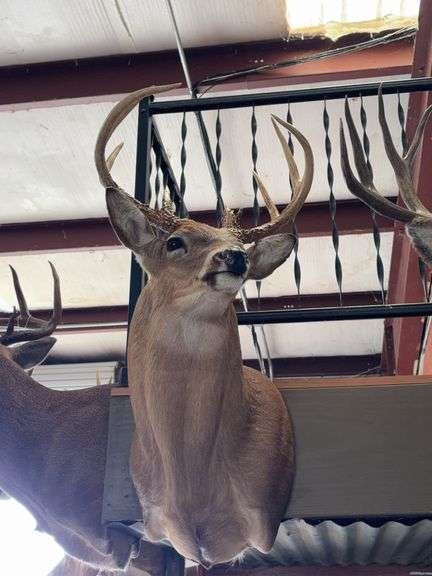 Whitetail shoulder mount