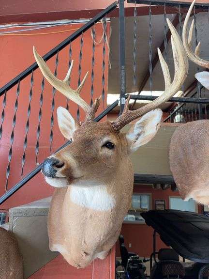 Whitetail shoulder mount