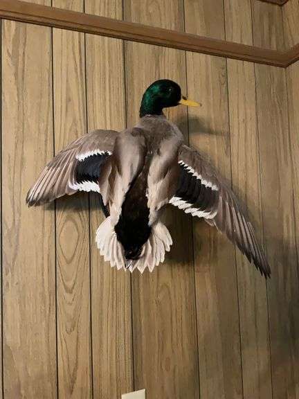 Mallard Mount