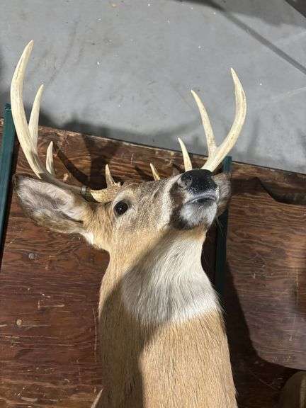Mounted White tail deer head