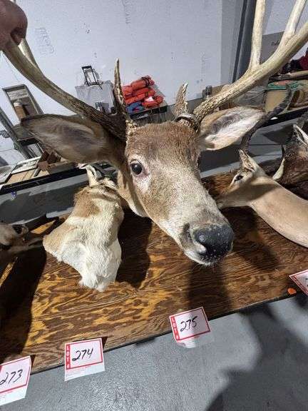 Mounted Antelope head