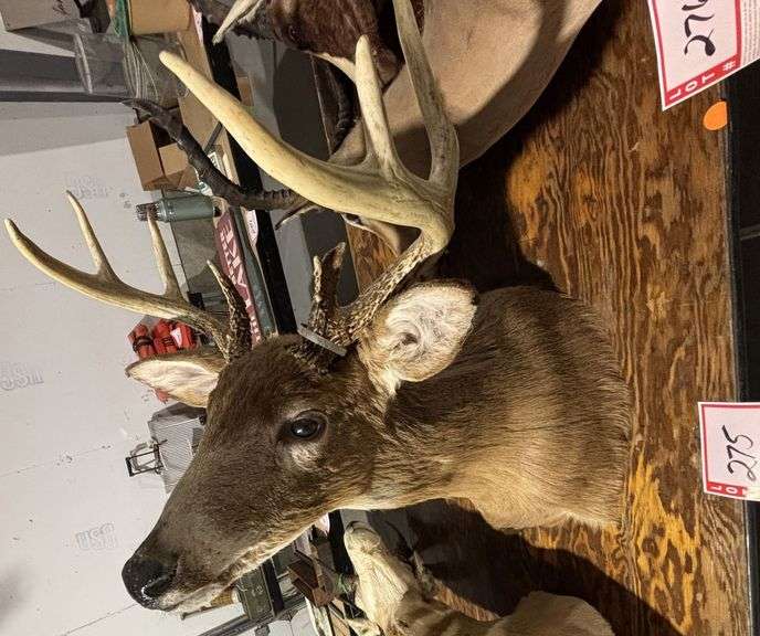 Mounted Antelope head