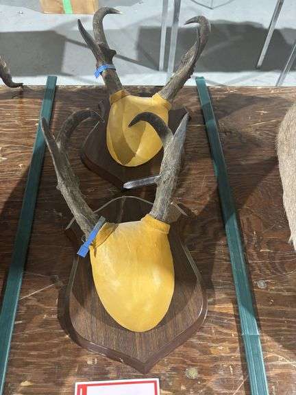 2 – Pronghorn horn mounts