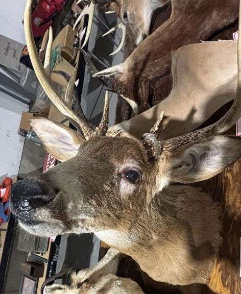 Mounted Antelope head