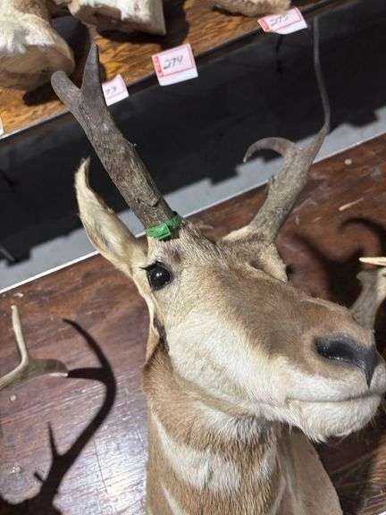 Mounted Pronghorn Antelope head