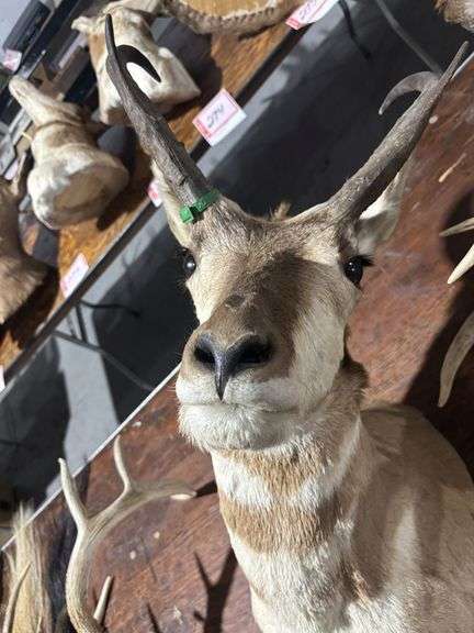 Mounted Pronghorn Antelope head