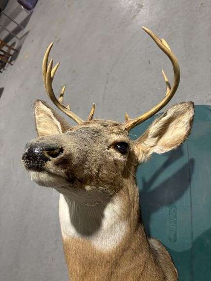 Mounted White tail deer head