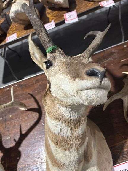 Mounted Pronghorn Antelope head