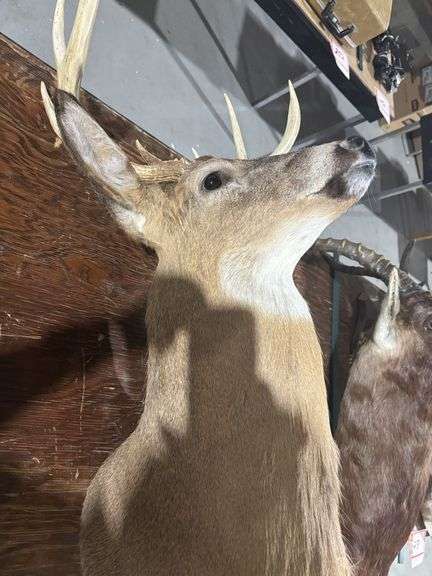 Mounted White tail deer head
