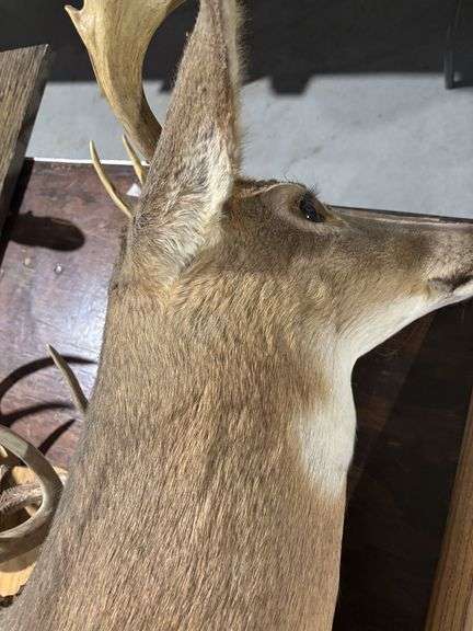 Mounted White tail deer head