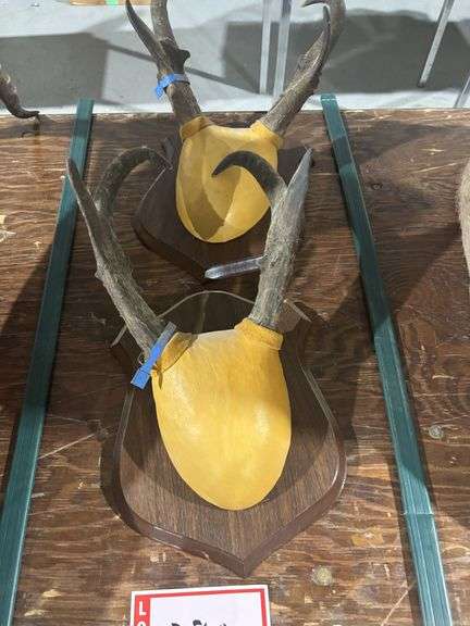 2 – Pronghorn horn mounts
