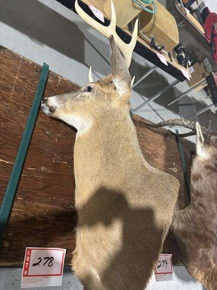 Mounted White tail deer head