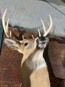 Mounted White tail deer head