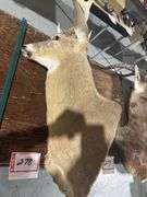 Mounted White tail deer head