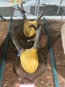 2 – Pronghorn horn mounts
