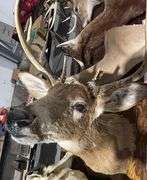 Mounted Antelope head
