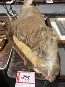 Mounted White tail deer head